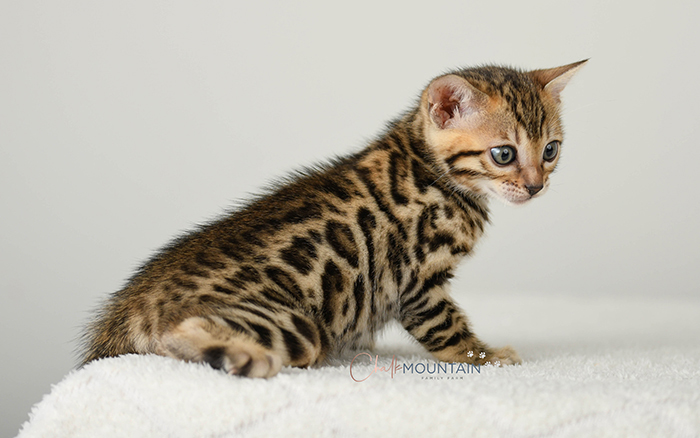 Bengal kitten for sale